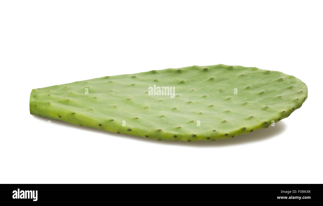 Cactus leaf isolated on white Banque D'Images