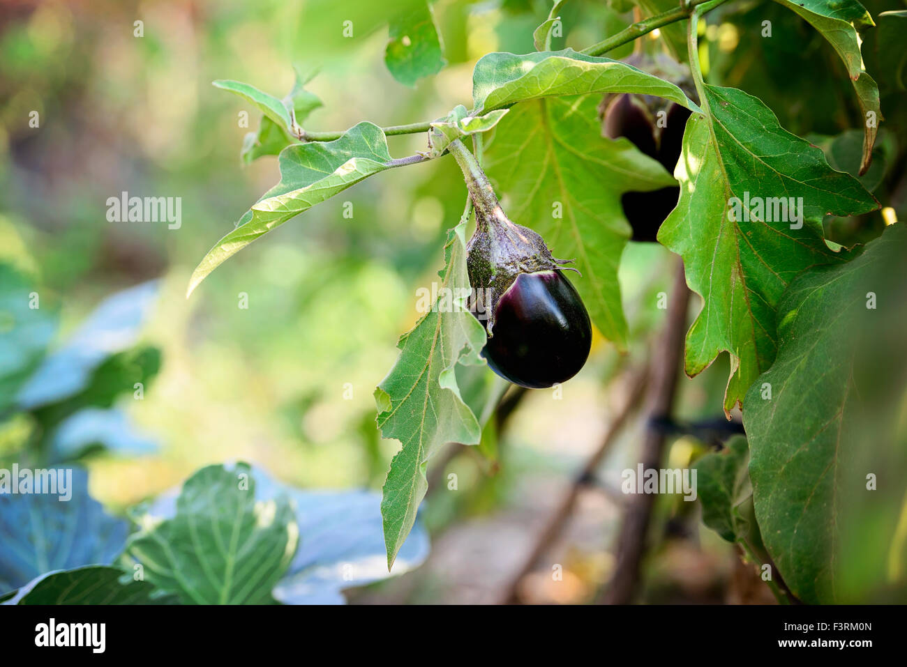 Aubergine bio dans le jardin Banque D'Images