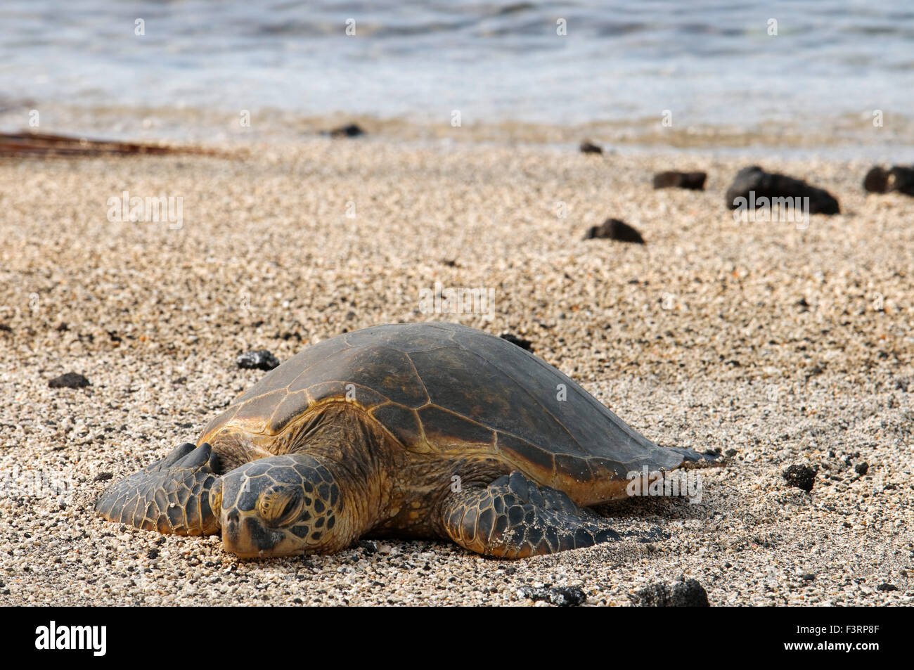 Une tortue sur la plage de Pu'uhonua o Honaunau National Historic Park. Grande île. Hawaii. Tortue de mer verte. Tortue de mer verte sur Banque D'Images