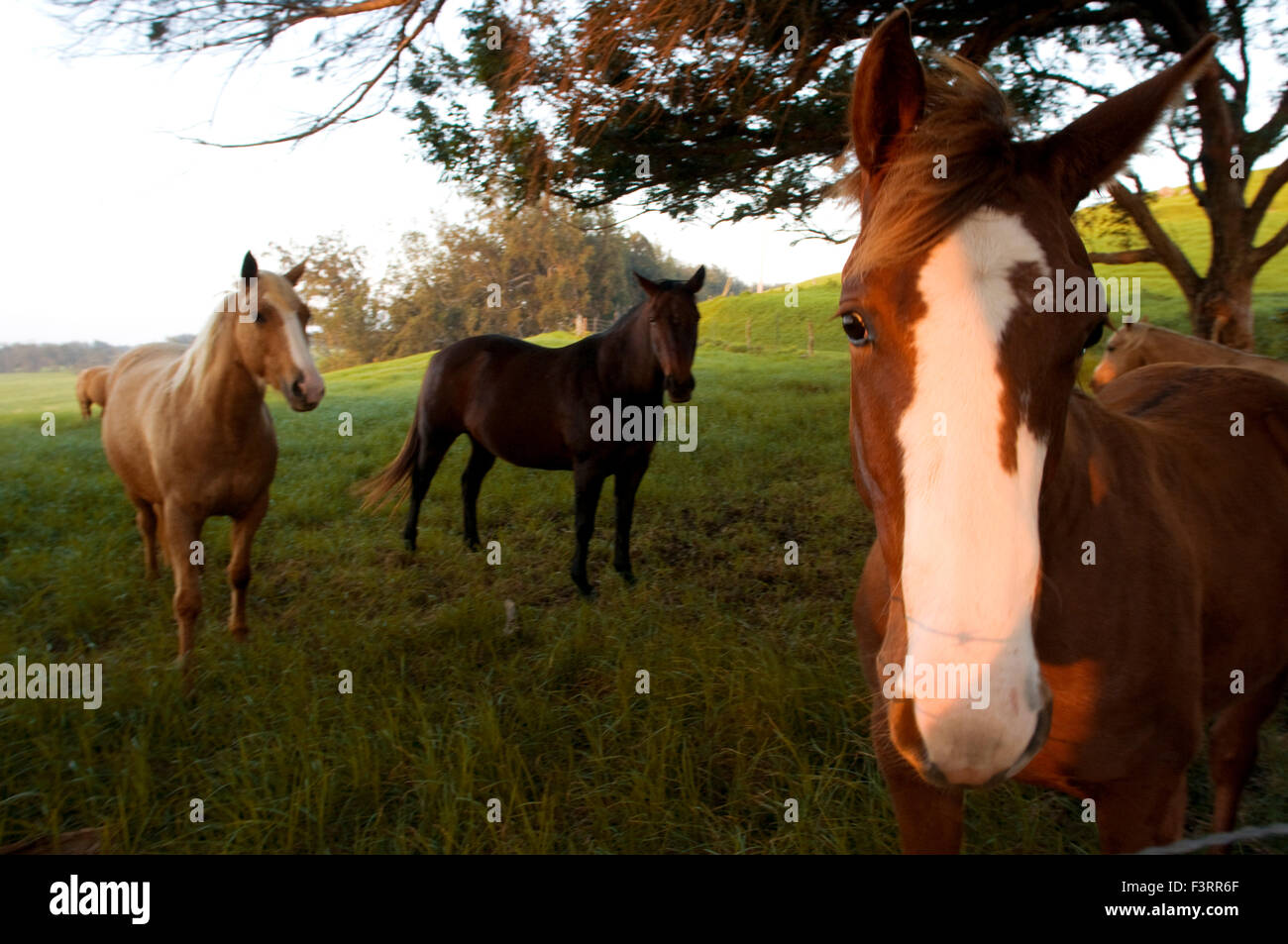 Chevaux près d'un des nombreux ranchs autour de Waimea. Grande île. Hawaii. USA. Billet d'orient, à l'intérieur des terres de la COA Kohala volcanique Banque D'Images