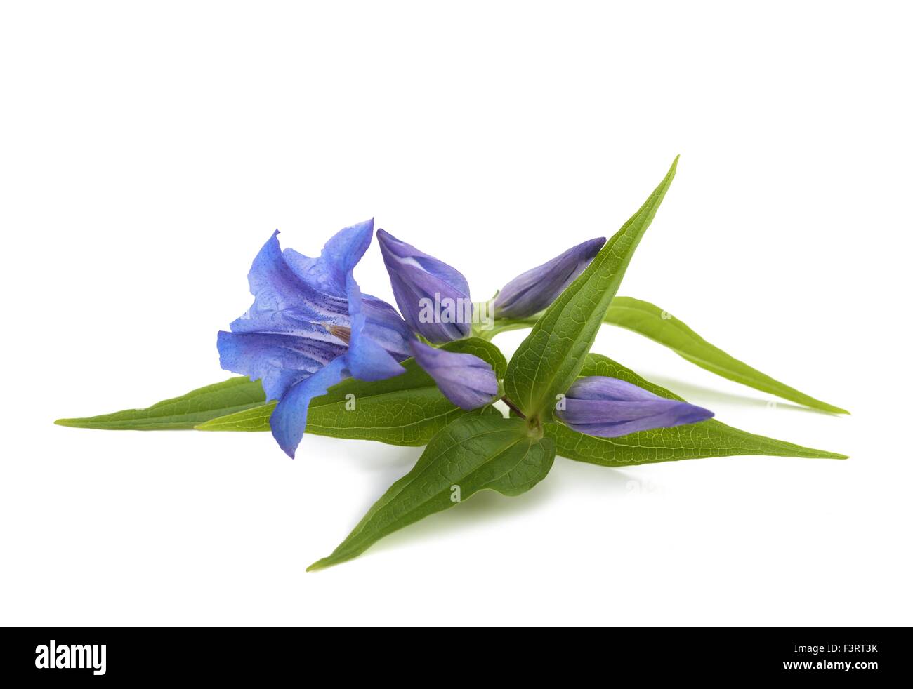 Gentiana asclepiadea isolé sur fond blanc Banque D'Images