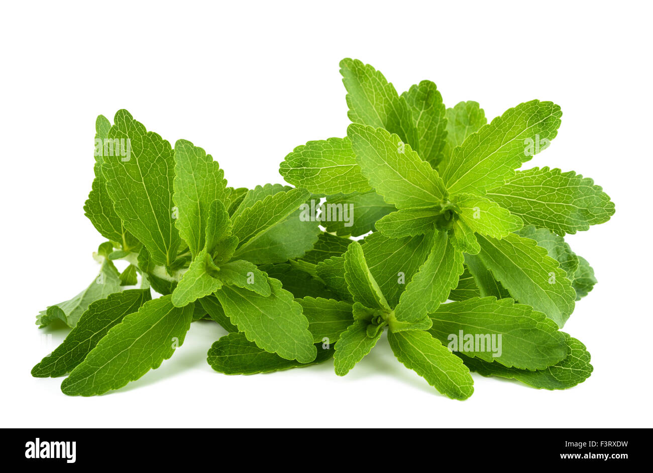 Feuilles de Stevia rebaudiana isolé sur fond blanc Banque D'Images