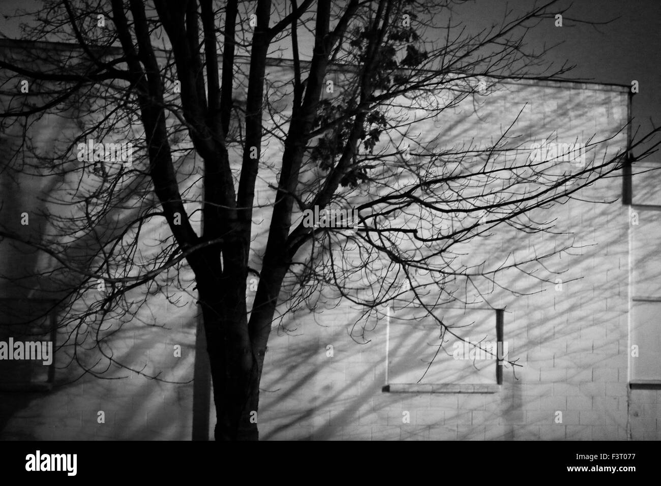 Foxygen @ Fédération de studio d'enregistrement. Bloomington, IN. 7DEC2012 à partir de Wikipedia : 'Foxygen est un duo rock américain formé à l'origine à Westlake Village, en Californie en 2005 par Jonathan Rado et Sam France, 'high school kids obsédé par le Brian Jonestown Massacre'.' Banque D'Images