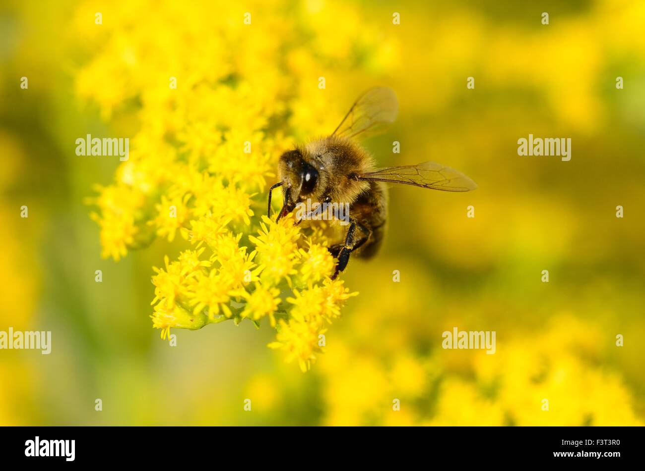 Une abeille mellifère sur l'usine de verge d'or Banque D'Images