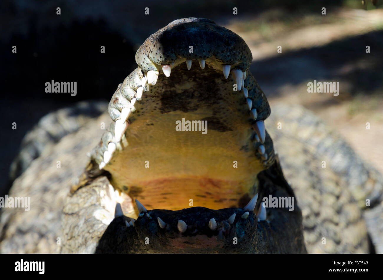 Le bâillement Crocodile Banque D'Images