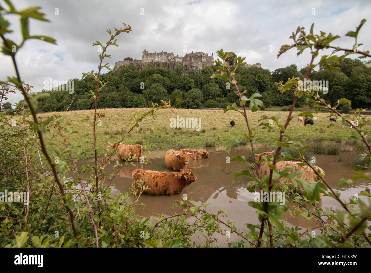 Coo est au-dessous du château. Les vaches Highland prenant un bain sous le château de Stirling. Banque D'Images