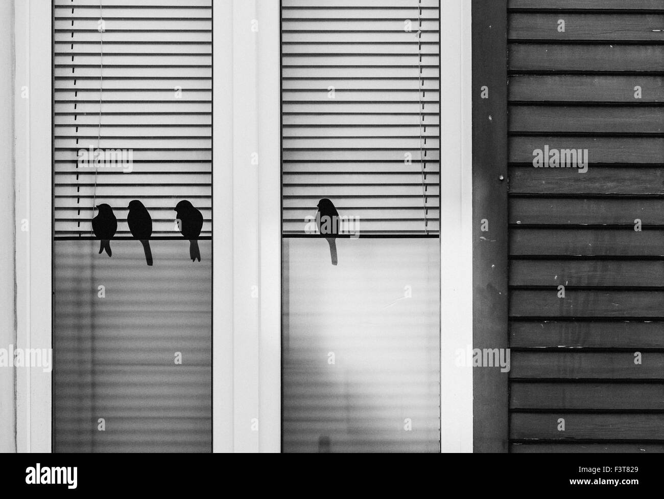 Les oiseaux noirs à la fenêtre Banque D'Images