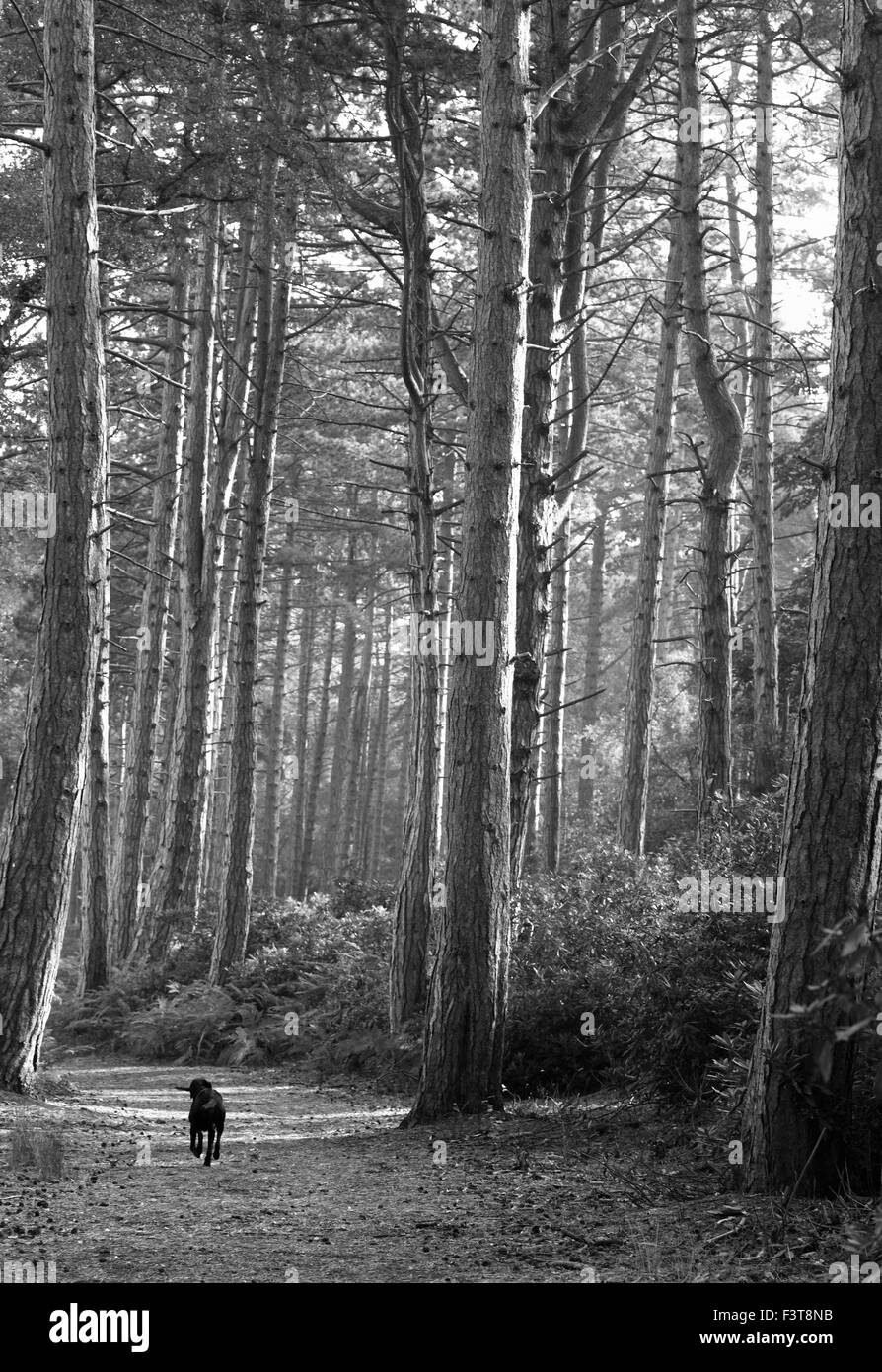 Black labrador exécutant le long d'un chemin forestiers. Banque D'Images