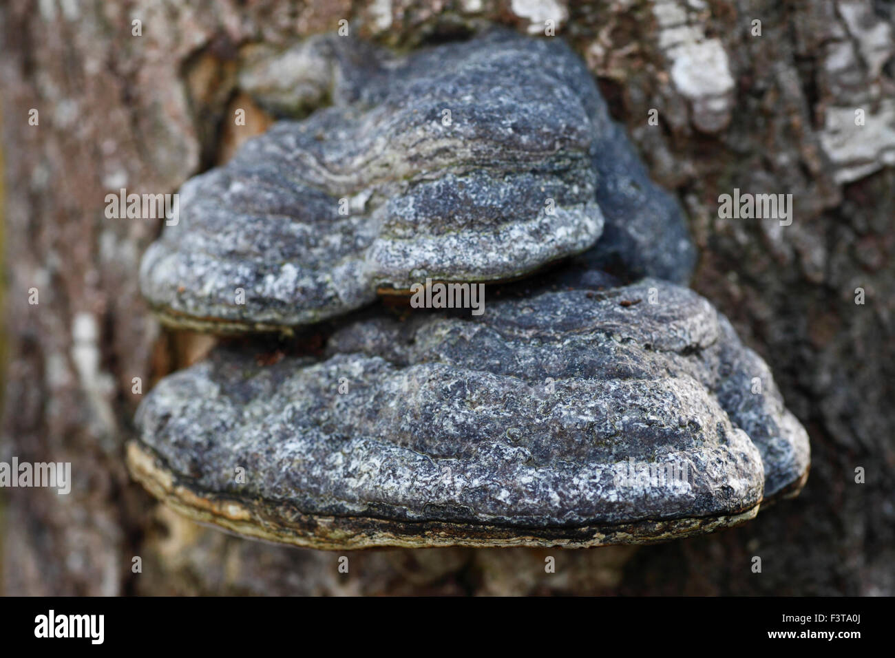 Fomes fomentarius l'Amadou ou Hoof Champignon. Banque D'Images