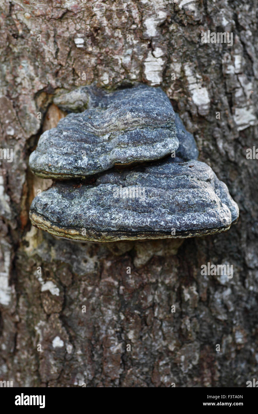 Fomes fomentarius l'Amadou ou Hoof Champignon. Banque D'Images