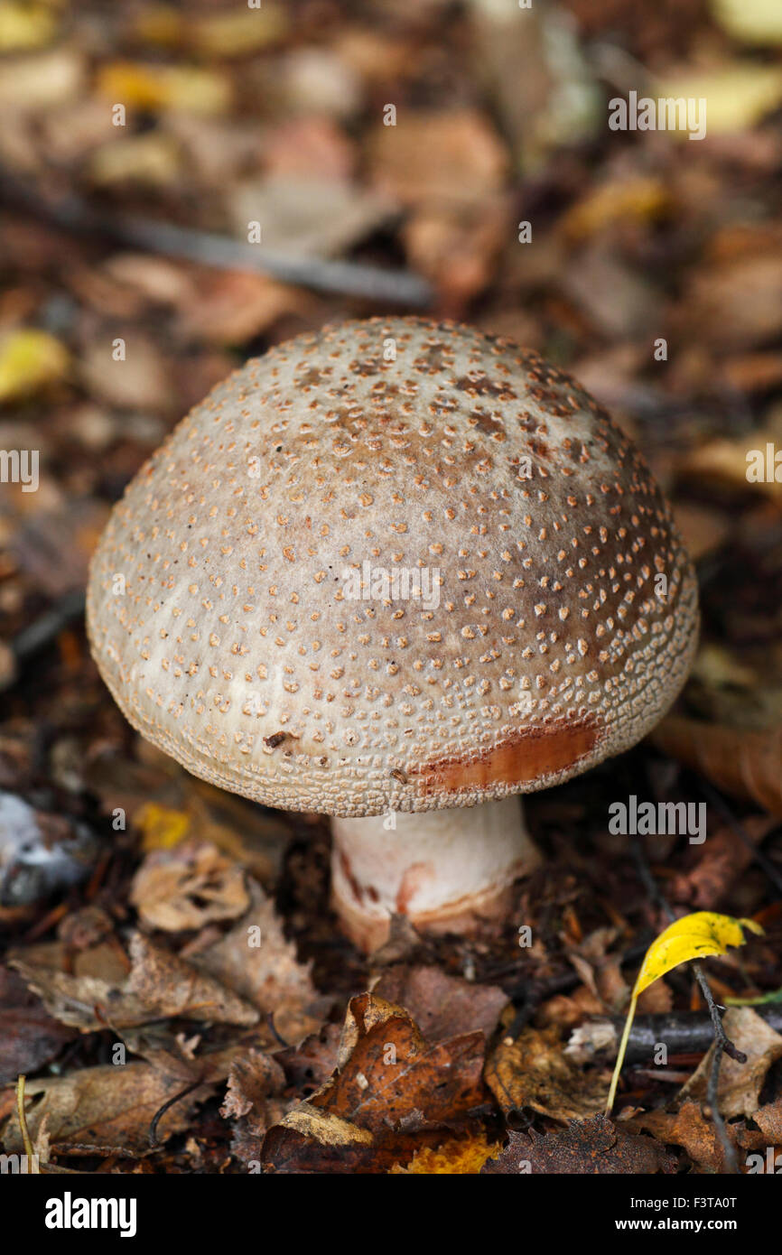 Le champignon Amanita rubescens, fard à joues. Banque D'Images