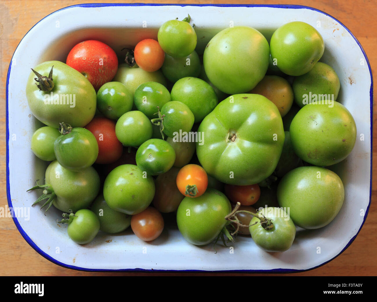 Les tomates vertes, de la dernière récolte de chez nous. Banque D'Images