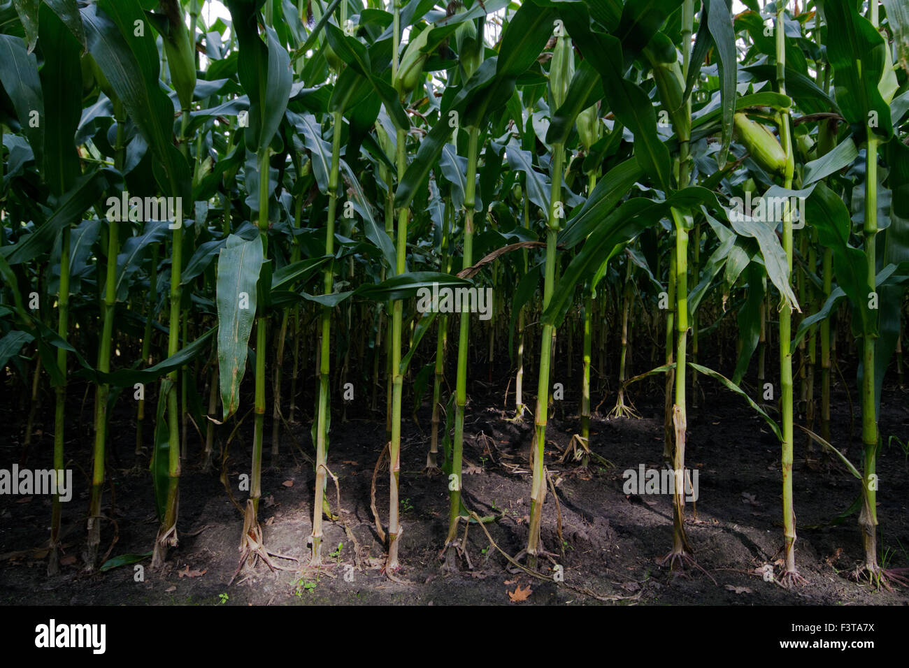 Vue dans un champ de maïs : terre, racines et tiges Banque D'Images