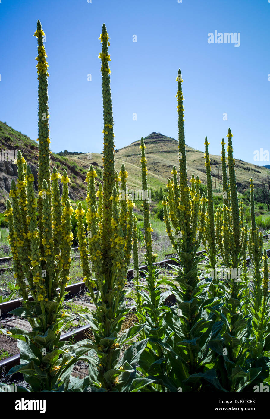 Molène commun ; velours ; plante Verbascum thapsus ; Scrophulariaceae Scrofulaire noueuse ; wildflower, centre du Colorado, USA Banque D'Images