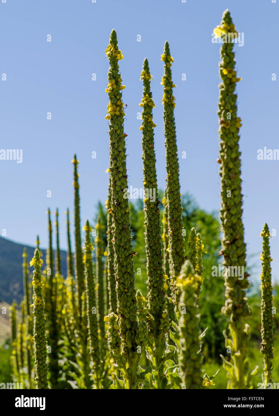 Molène commun ; velours ; plante Verbascum thapsus ; Scrophulariaceae Scrofulaire noueuse ; wildflower, centre du Colorado, USA Banque D'Images