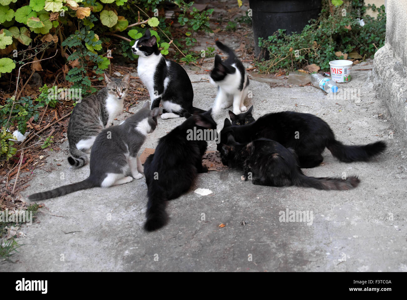 Un groupe d'affamés chats village de manger des aliments à Bellapais Chypre du Nord KATHY DEWITT Banque D'Images