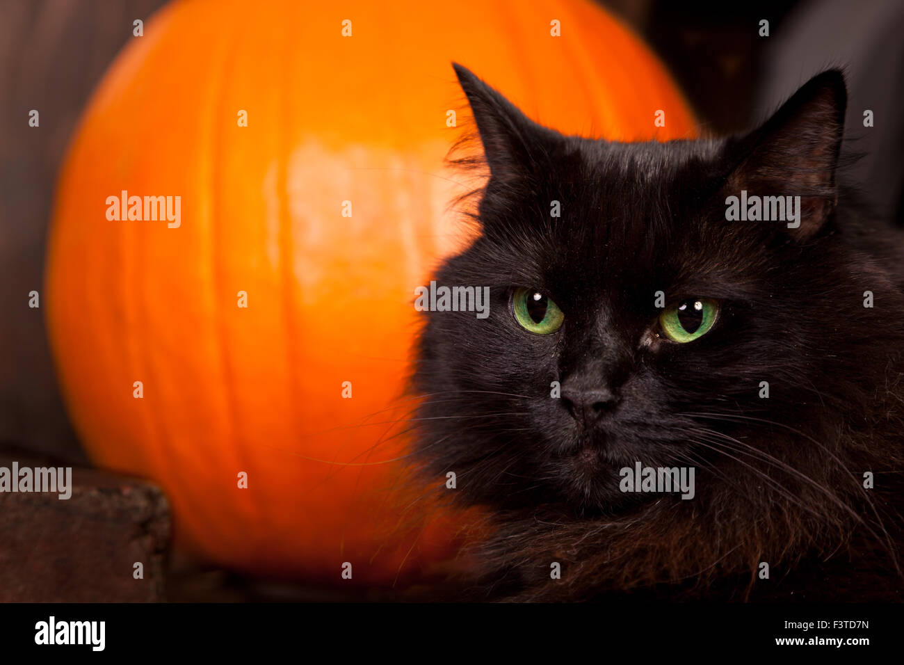 Portrait D Un Chat Noir Avec Des Yeux Vert Et Or En Face D Un Orange Citrouille Photo Stock Alamy