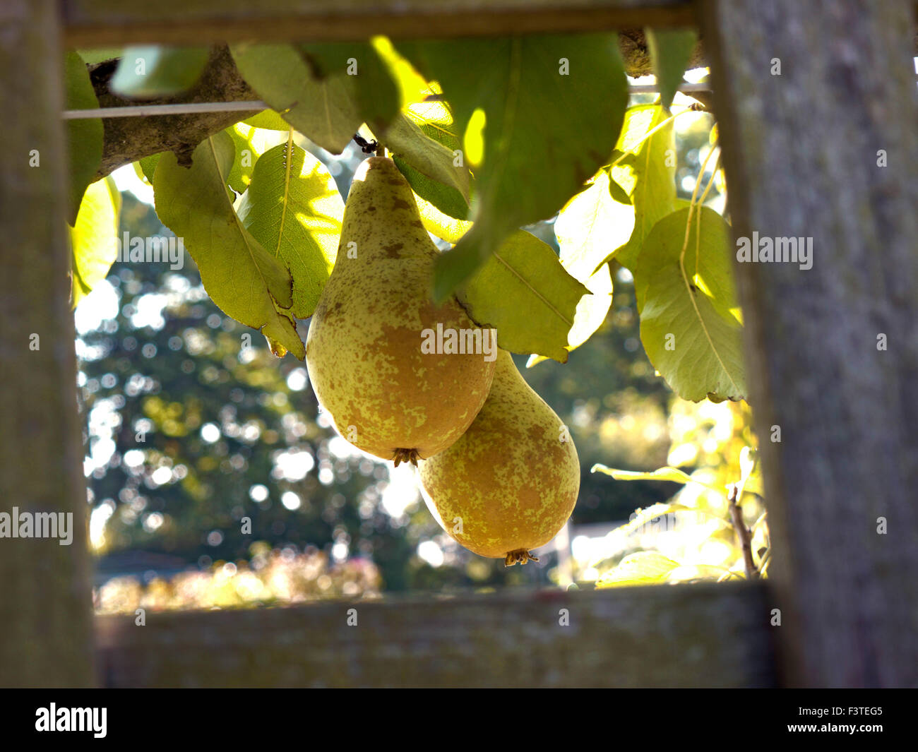 L'espalier Poires conférence éclairée par la lumière de fin d'après-midi dans un jardin potager Banque D'Images