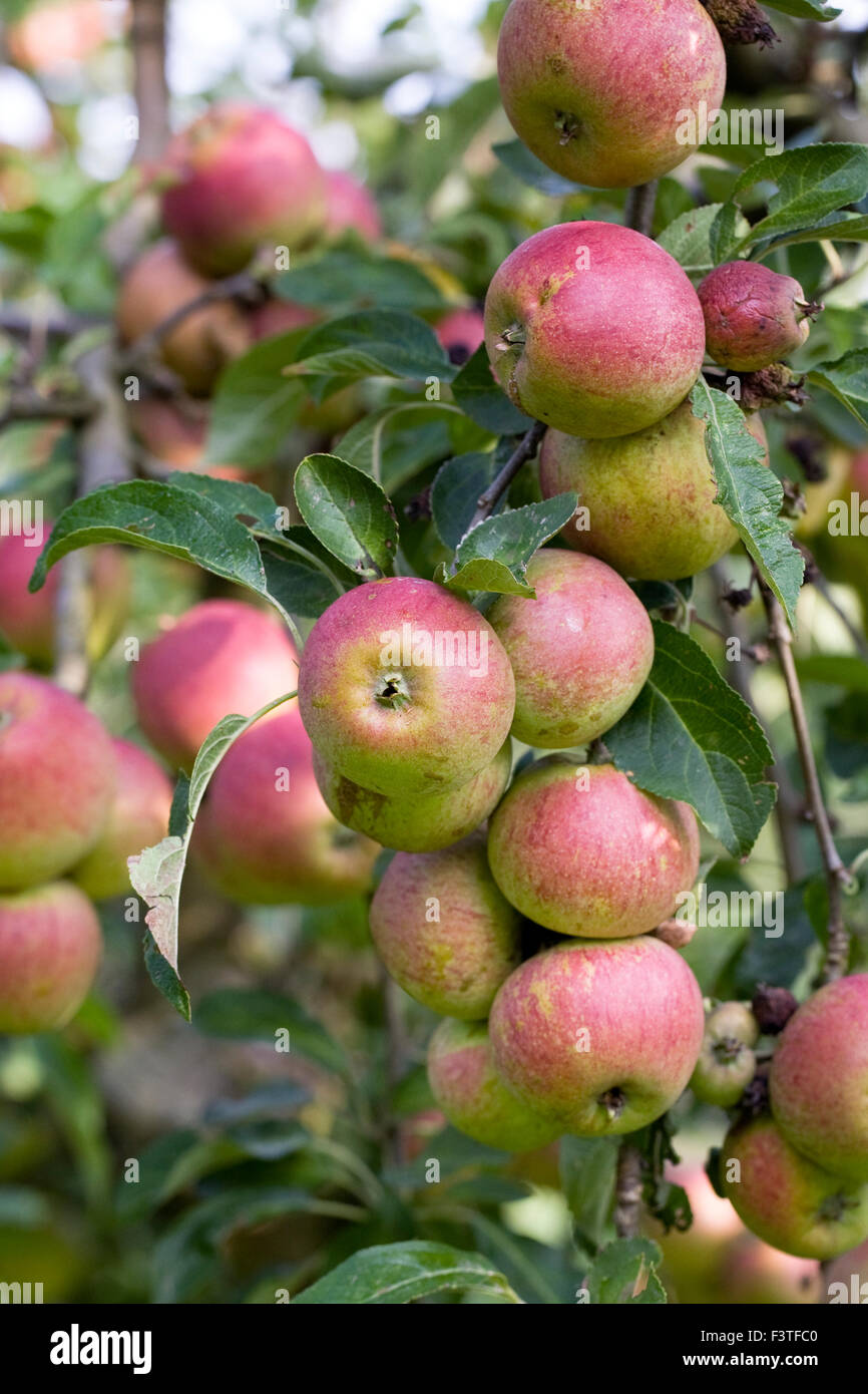 Malus domestica. La pomme 'Tydeman's Fin Orangel' pousse dans un verger anglais. Banque D'Images