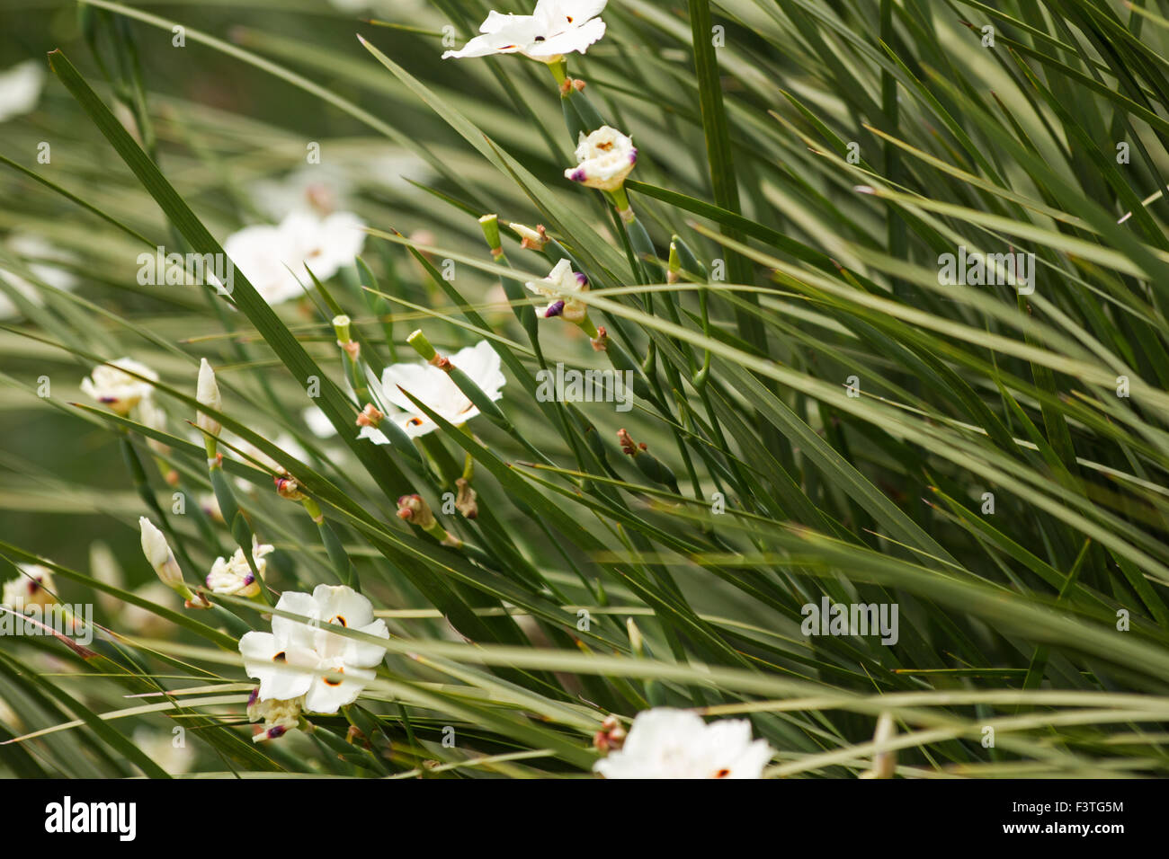 Dietes bicolor fleurs dans un jardin Banque D'Images