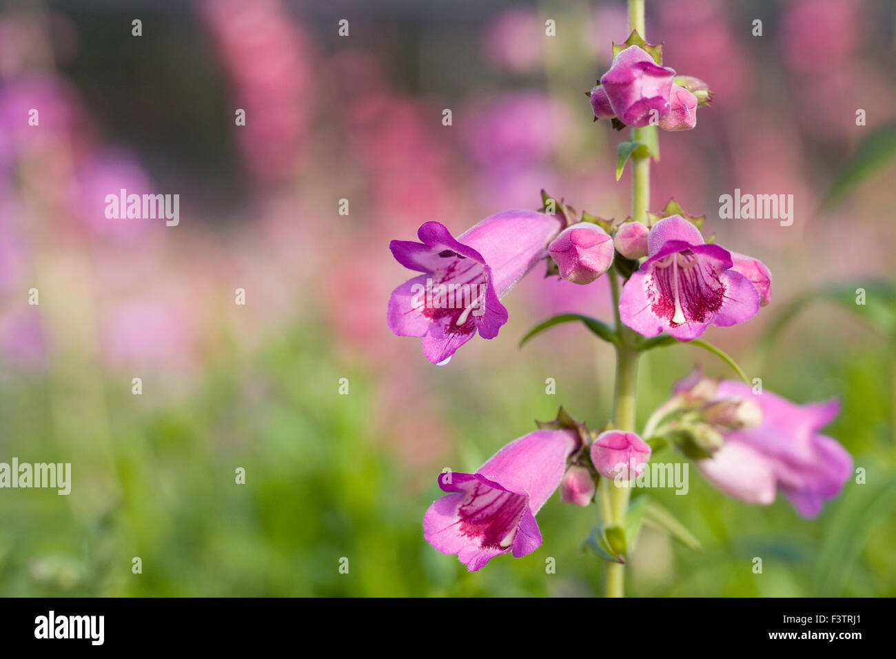 Penstemon 'Pensham Victoria Plum' fleurs. Banque D'Images