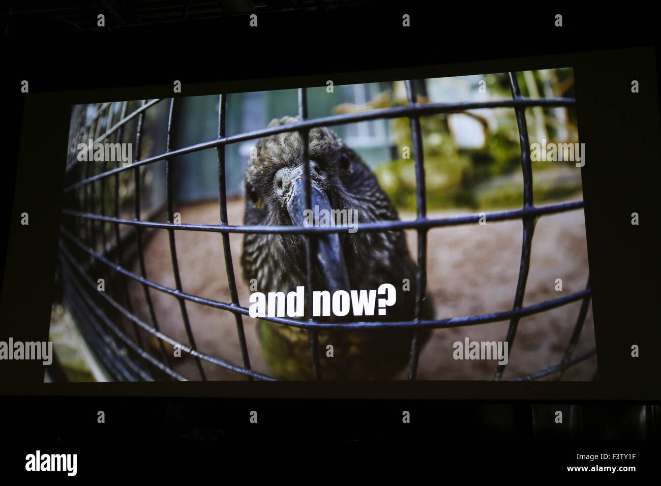 Triste perroquet dans une cage projetant sur le mur Banque D'Images