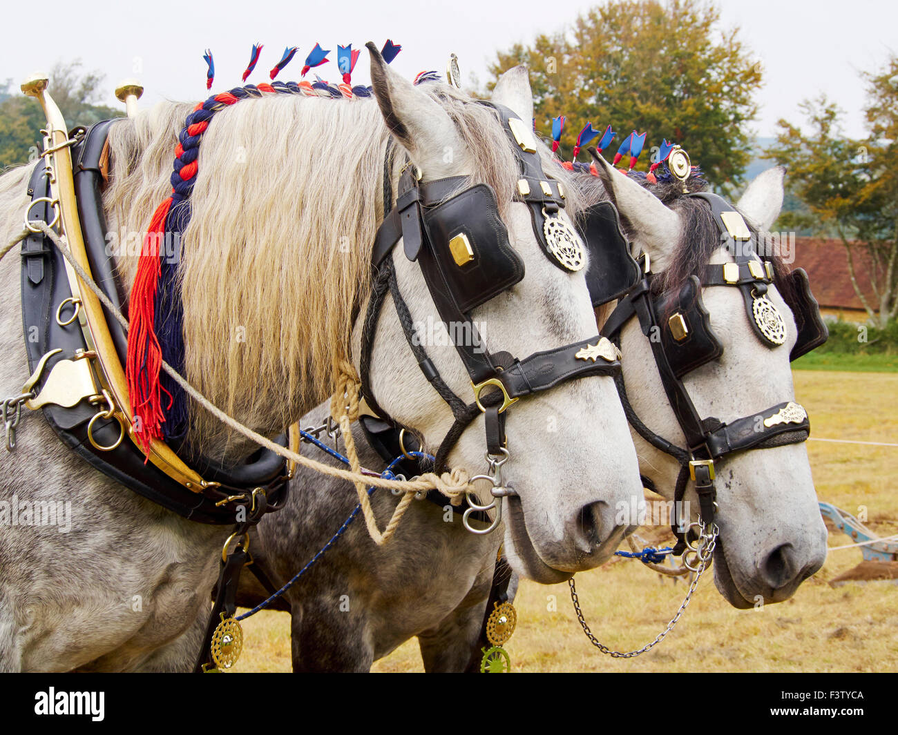 Une paire de chevaux percherons prendre un repos de labourer à le Weald et Downland Museum, W Sussex Banque D'Images