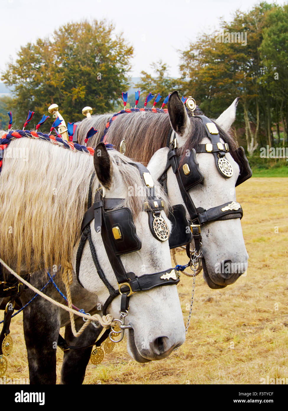 Une paire de chevaux percherons prendre un repos de labourer à le Weald et Downland Museum, W Sussex Banque D'Images