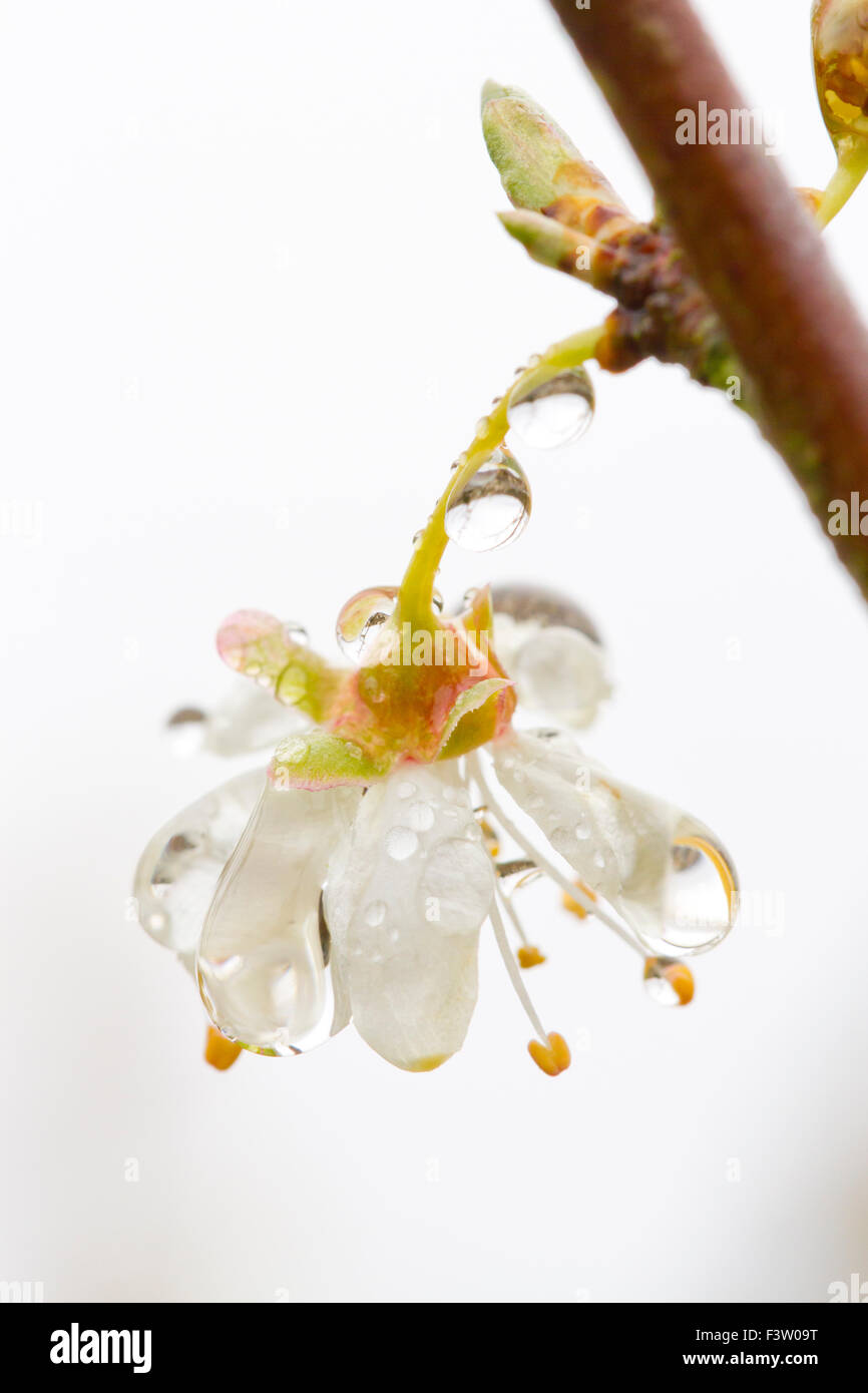 Gouttes de pluie sur une fleur de cerisier-prunier (Prunus cerasifera). Powys, Pays de Galles. Avril. Banque D'Images