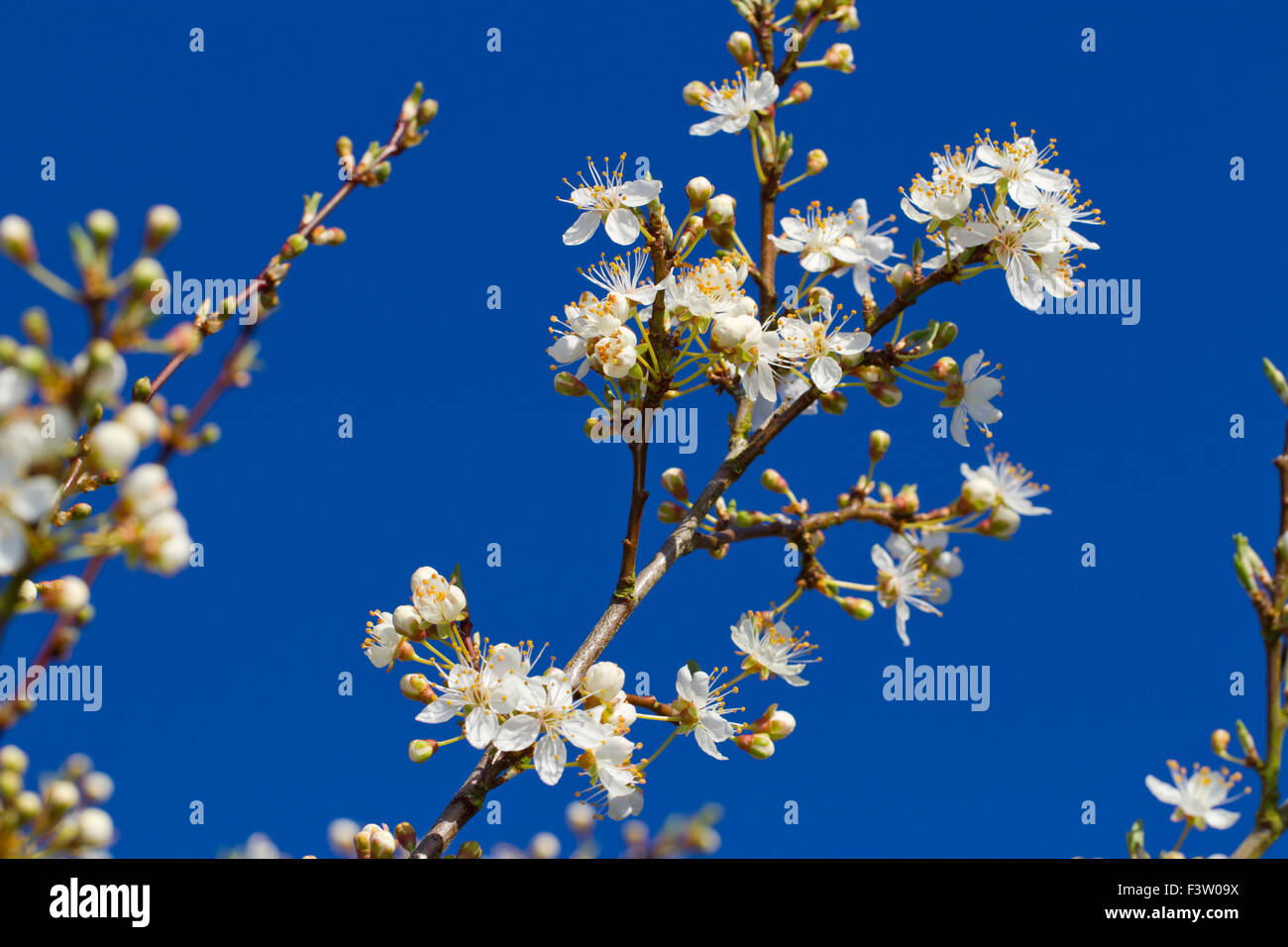 Fleurs de cerisier-prunier (Prunus cerasifera). Powys, Pays de Galles. Avril. Banque D'Images