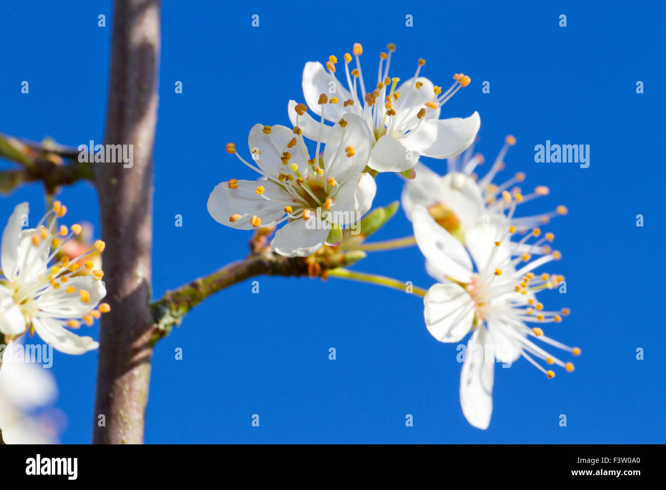 Fleurs de cerisier-prunier (Prunus cerasifera). Powys, Pays de Galles. Avril. Banque D'Images