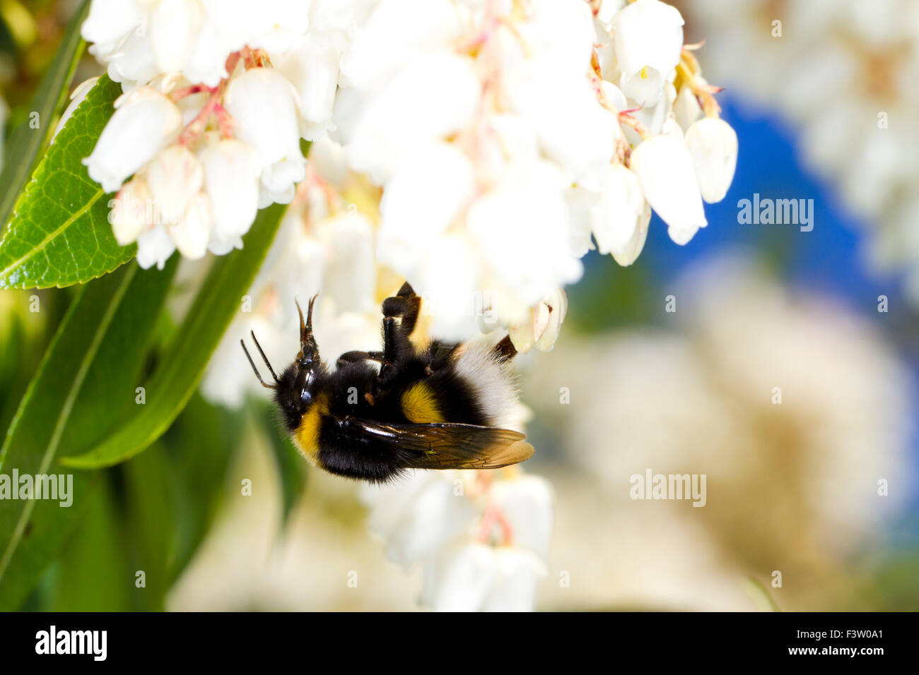 Le cerf de la reine bourdon (Bombus lucorum) se nourrissant de fleurs de Pieris japonica dans un jardin. Powy, au Pays de Galles. Avril. Banque D'Images