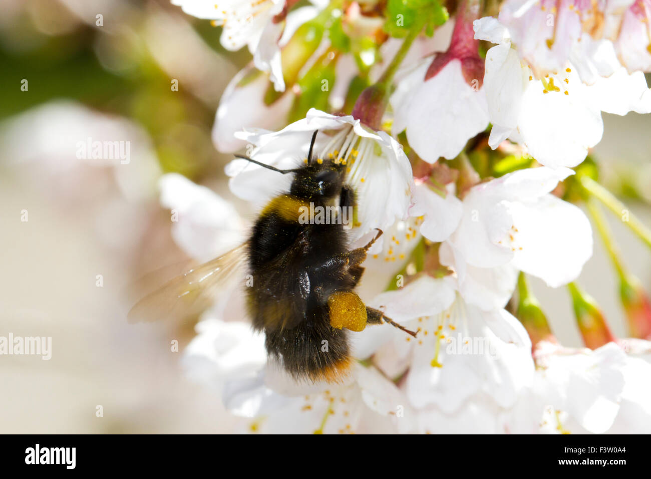 Début de bourdon (Bombus pratorum) la reine, l'alimentation dans un Japanese flowering cherry-Blossom. Powys, Pays de Galles. Avril. Banque D'Images