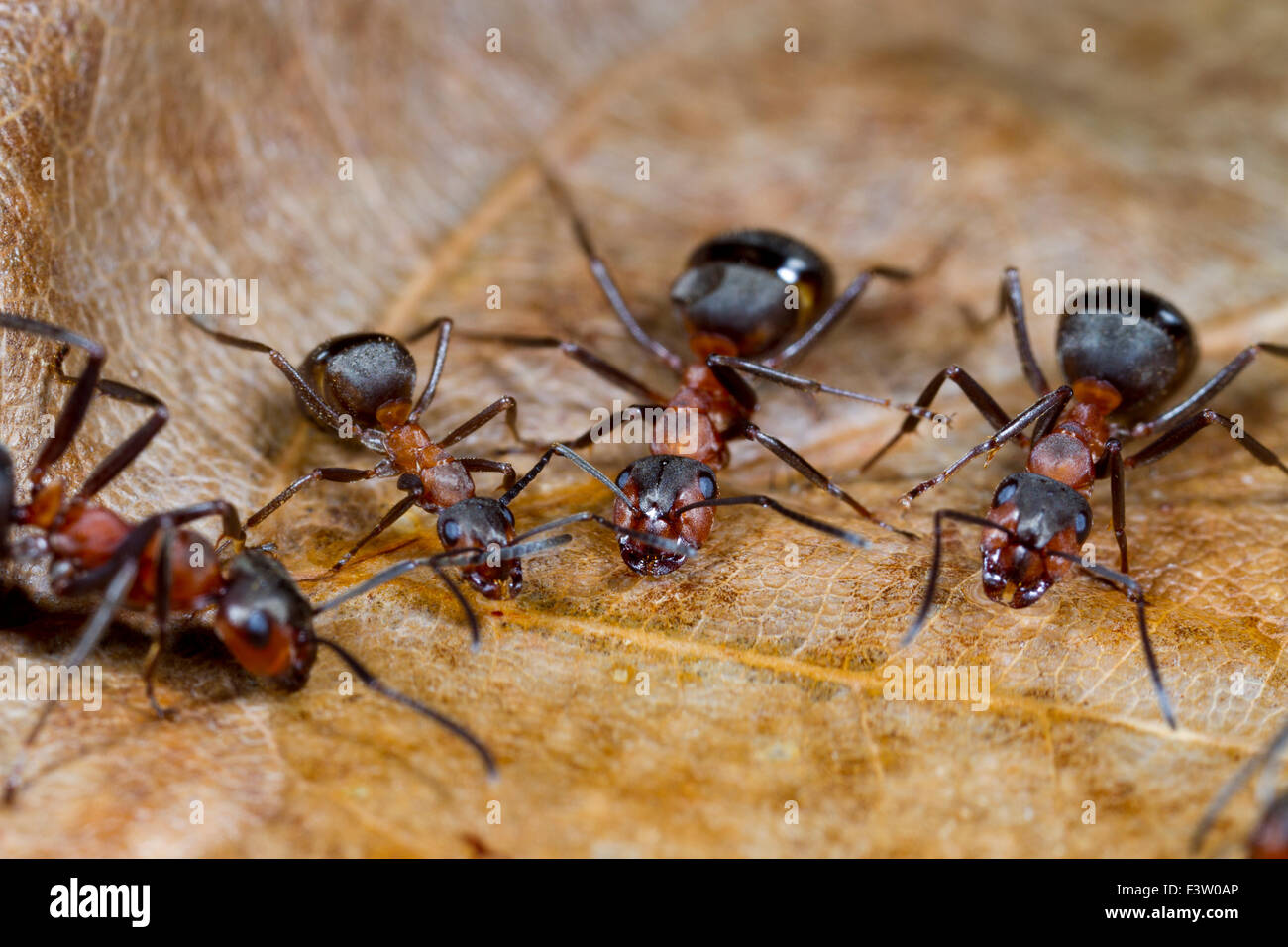 Red les fourmis des bois (Formica rufa) travailleurs adultes de boire de l'eau sucre appât. Shropshire, Angleterre. Avril. Banque D'Images