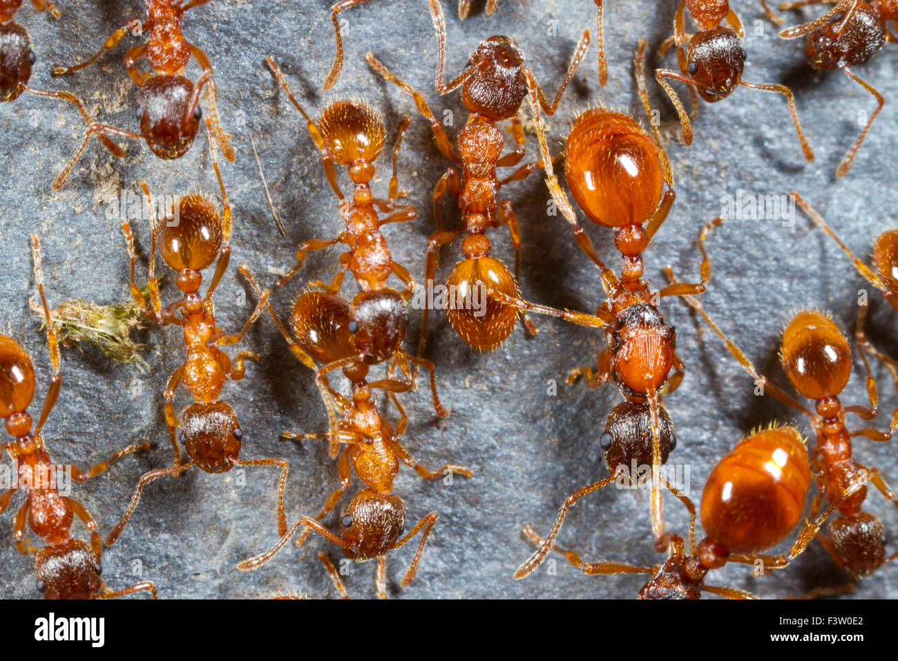 Red Ant (Myrmica rubra) travailleurs adultes et une reine. Powys, Pays de Galles. Mai. Banque D'Images