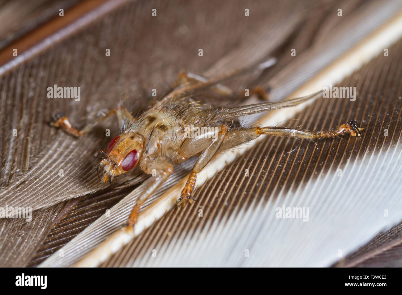 Louse-fly (Crataerina hirundinis) femelle adulte sur la plume. Élevage d'une nymphe trouvés dans une maison (Delichon urbica) nid. Banque D'Images