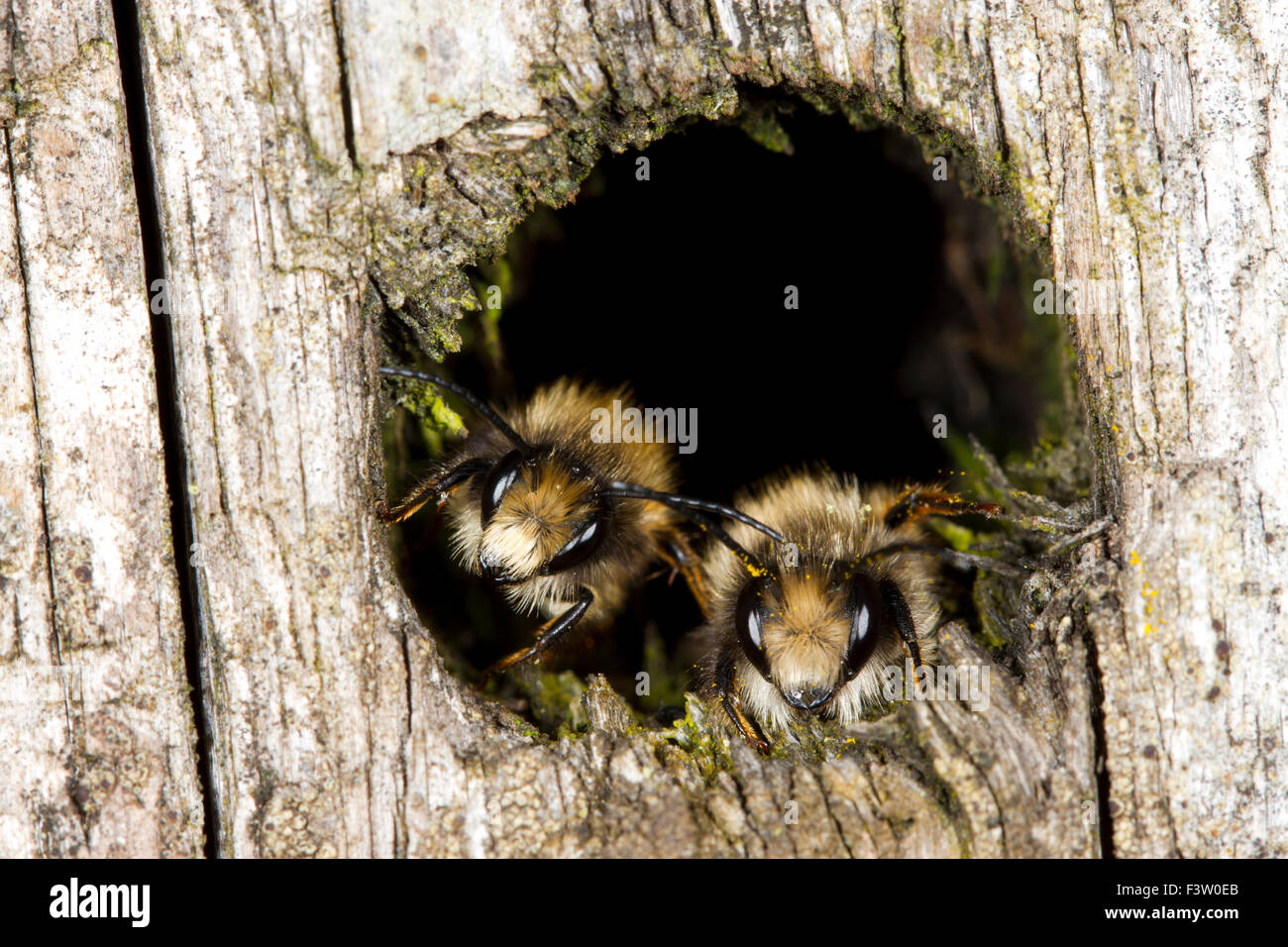Les abeilles maçonnes rouges (Osmia bicornis), deux hommes se percher dans un trou dans le temps frais. Powys, Pays de Galles. Mai. Banque D'Images