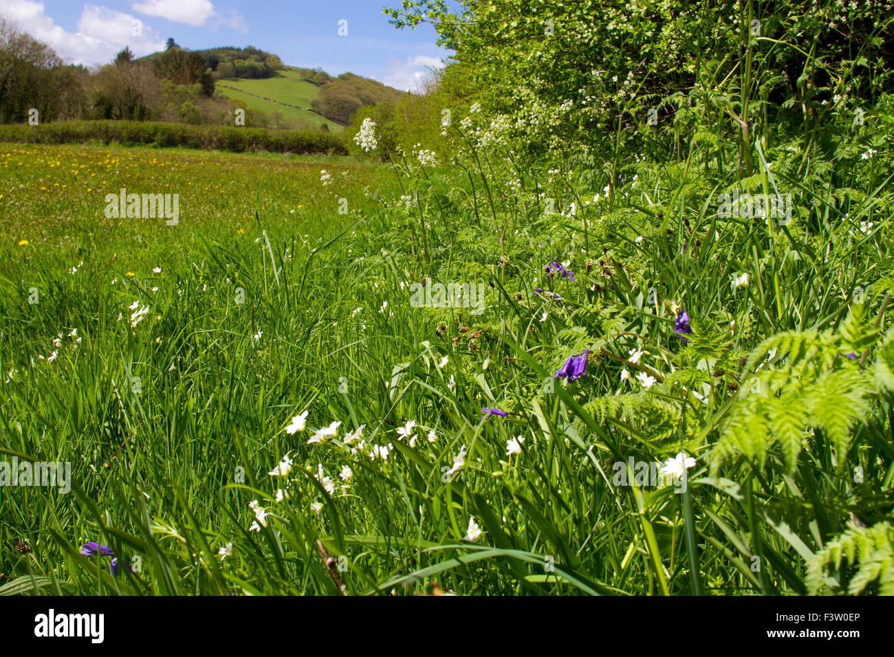 Fleurs sauvages (jacinthes, une plus grande couverture stellaire, le persil) croissant à la base d'une haie sur une ferme biologique. Powys, Pays de Galles. Mai. Banque D'Images