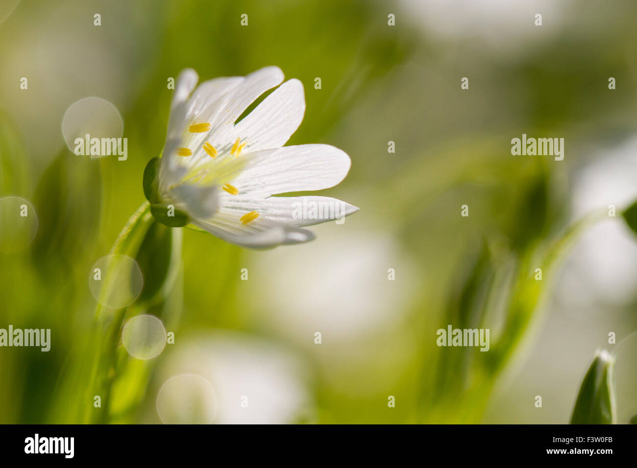 Une plus grande (Stellaria holostea stellaire à) la floraison. Powys, Pays de Galles. Mai. Banque D'Images