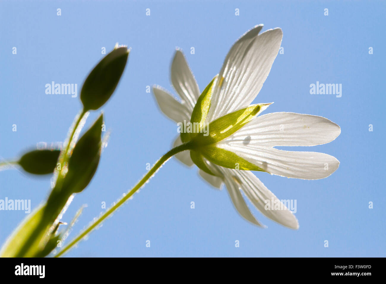 Une plus grande (Stellaria holostea stellaire à) la floraison. Powys, Pays de Galles. Mai. Banque D'Images