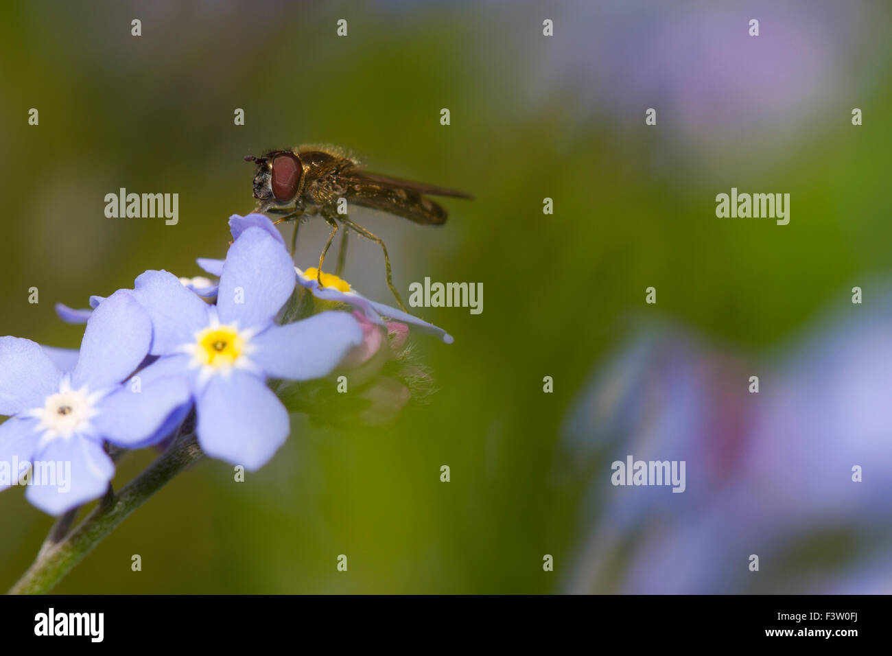 Hoverfly en damier (Melanostoma sp.) femelle adulte sur une fleur de bois forget-me-not (Myosotis sylvatica). Powys, Pays de Galles. Mai. Banque D'Images