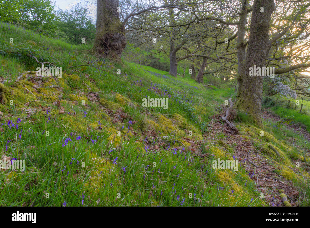 Chêne sessile (Quercus petraea) bois avec Bluebells (Hyacinthoides non-scripta) floraison. Powys, Pays de Galles. Mai. Banque D'Images