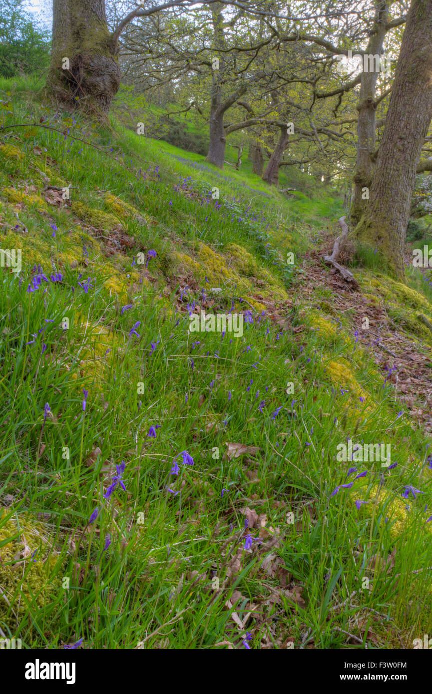 Chêne sessile (Quercus petraea) bois avec Bluebells (Hyacinthoides non-scripta) floraison. Powys, Pays de Galles. Mai. Banque D'Images