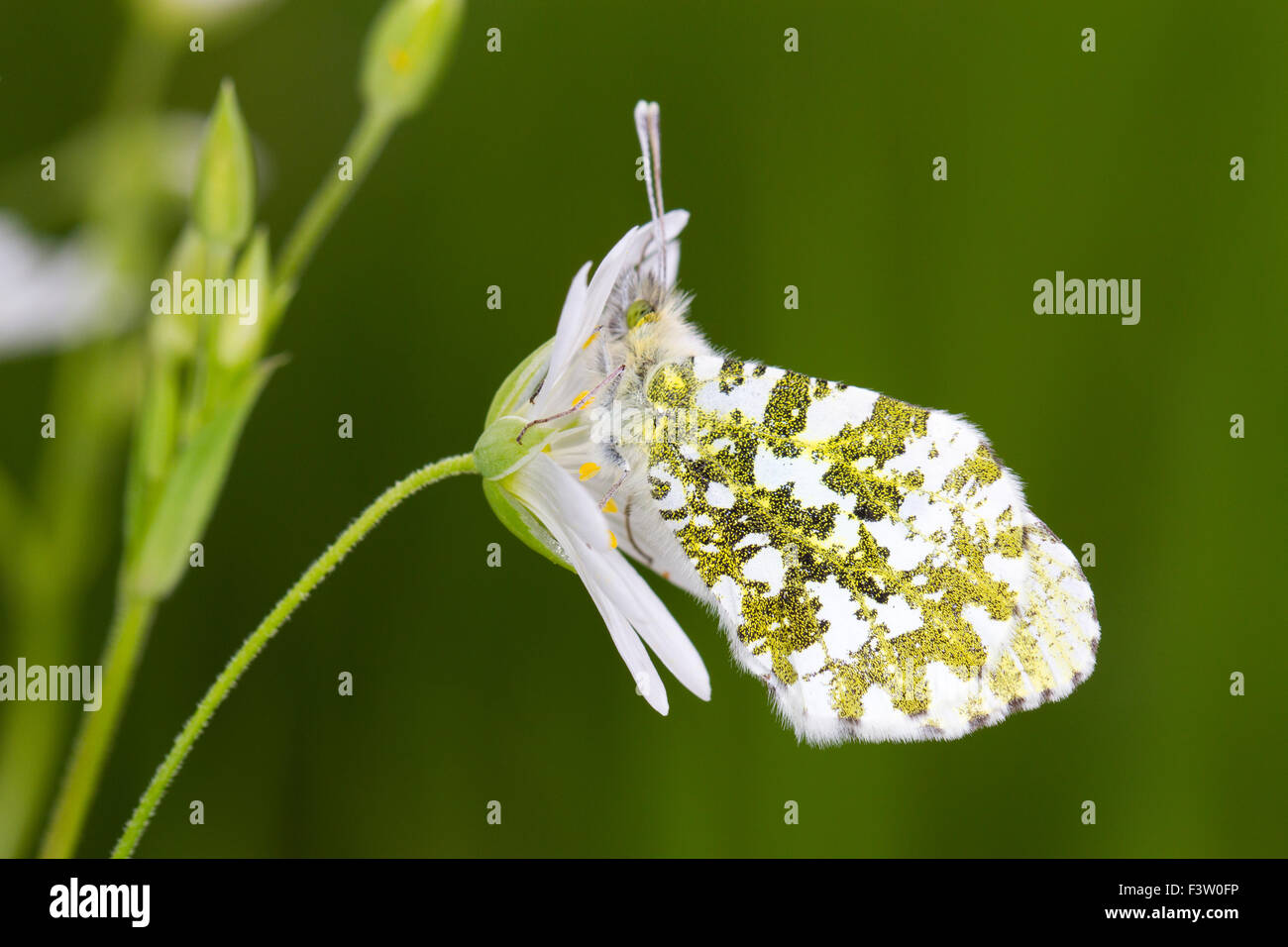 Papillon Orange-tip (Anthocharis cardamines) femelle adulte se percher sur une plus grande (Stellaria holostea stellaire à fleur). Banque D'Images