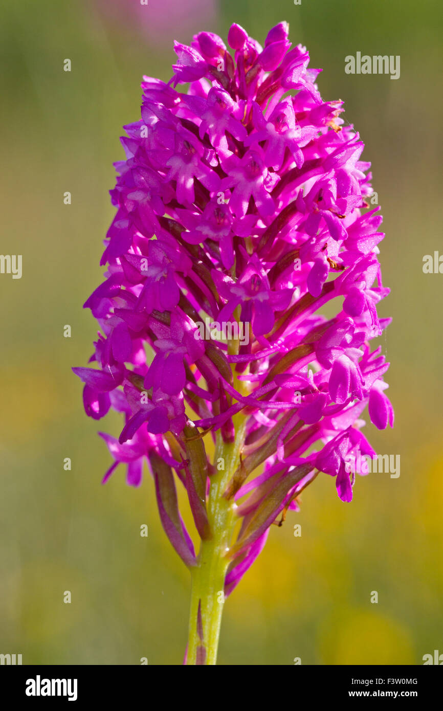 Anacamptis pyramidalis (Orchidée pyramidale) floraison sur le Causse de Gramat, Lot, France. Mai. Banque D'Images