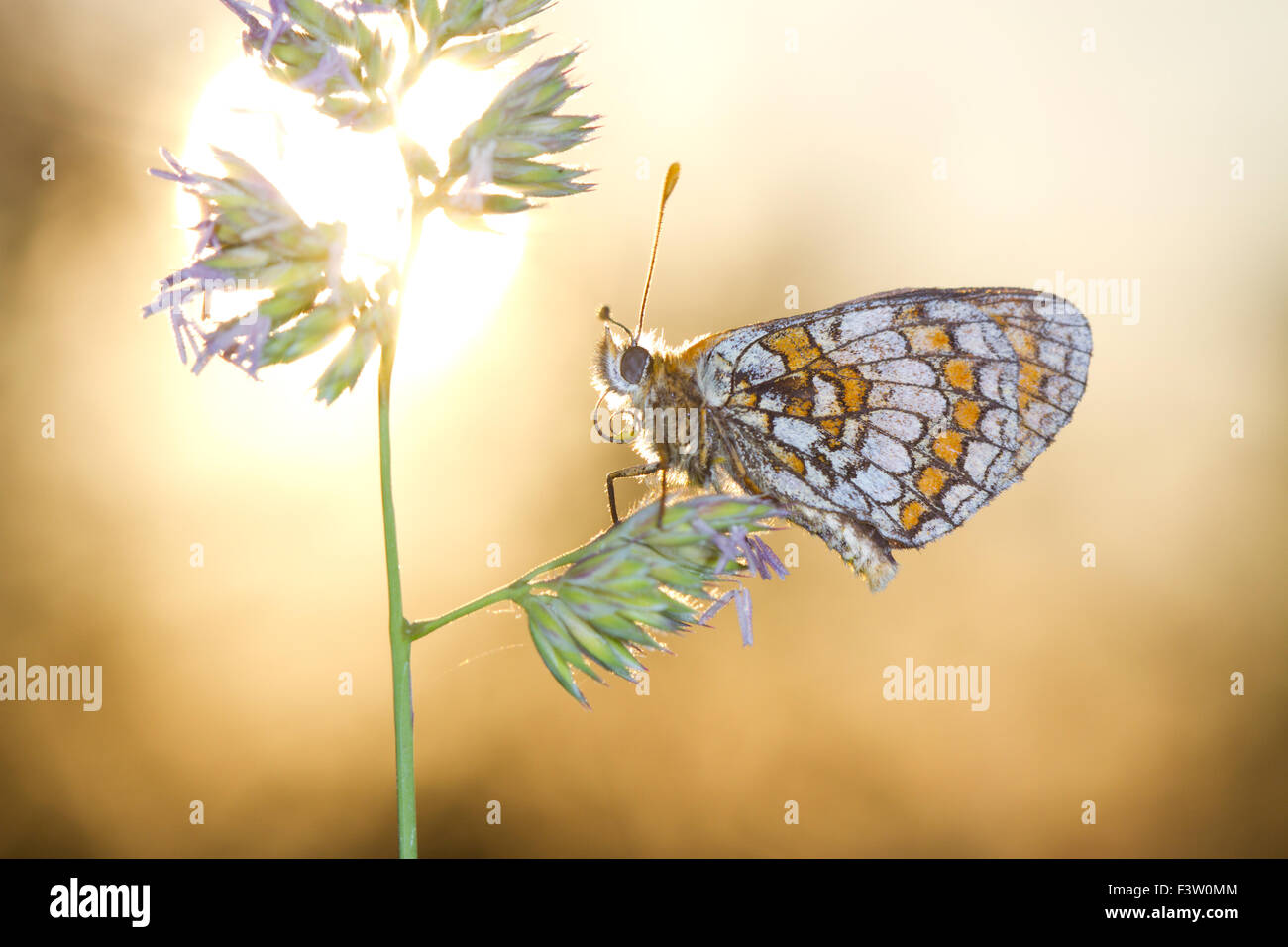 Heath Fritillary Mellicta athalia (papillon) adulte se percher au coucher du soleil. Sur le Causse de Gramat, Lot, France. Mai. Banque D'Images
