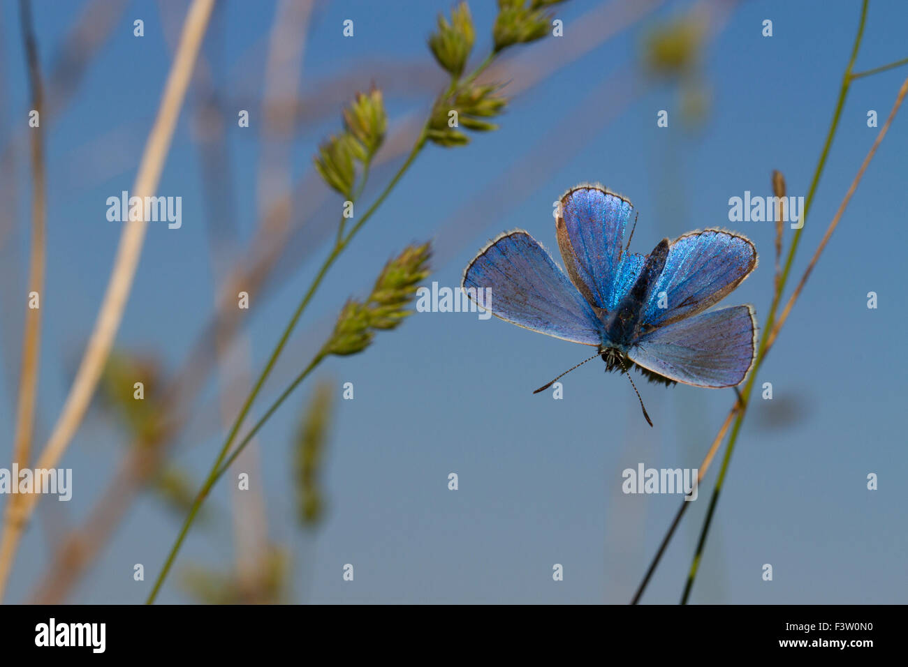 Adonis Blue Butterfly (Lysandra bellargus) mâle adulte se dorer sous le soleil tôt le matin. La France. Banque D'Images