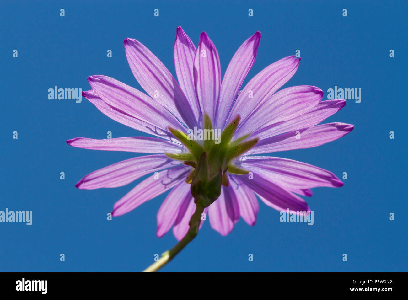 Blue Mountain ou la laitue (Lactuca perennis) floraison. Sur le Causse de Gramat, Lot, France. Mai. Banque D'Images