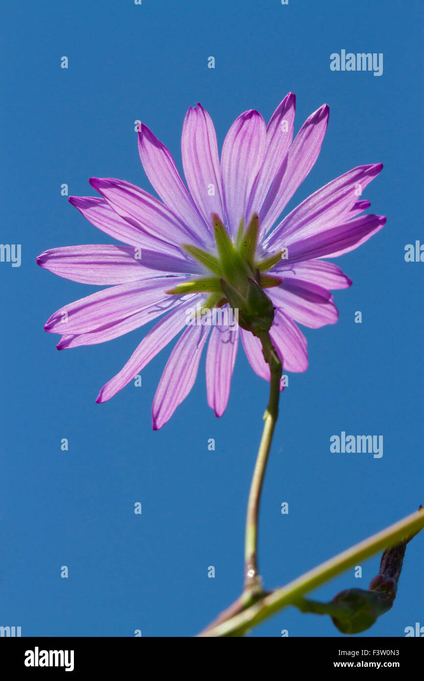 Blue Mountain ou la laitue (Lactuca perennis) floraison. Sur le Causse de Gramat, Lot, France. Mai. Banque D'Images