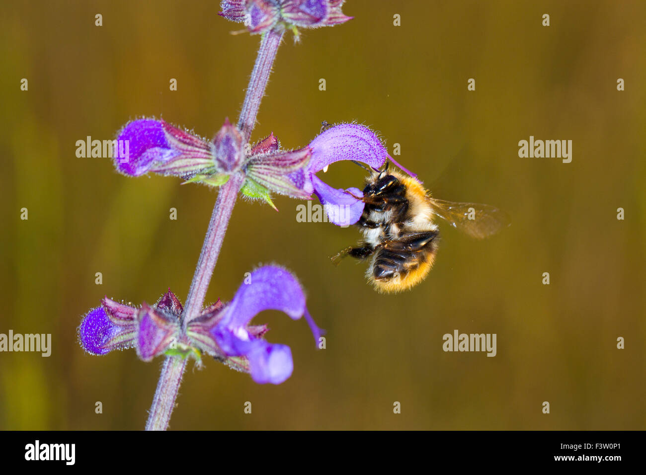 Brown-banded carder bee (Bombus humilis) travailleur adulte se nourrit de Meadow Clary (Salvia pratensis). La France. Banque D'Images